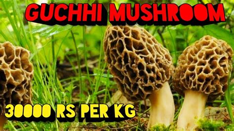 gucci mushroom cultivation|gucci mushroom price in india.